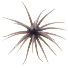 Load image into Gallery viewer, Hideup Coike 17mm Creature Bait