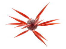 Load image into Gallery viewer, Hideup Coike Fish Elastomer Urchin