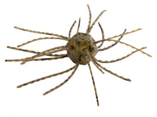 Load image into Gallery viewer, Strike King Tumbleweed Salted *New*