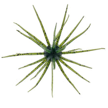 Load image into Gallery viewer, Hideup Coike 13mm Creature Bait
