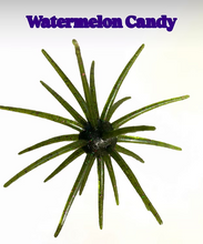 Load image into Gallery viewer, Queen Tackle Porcupine Balls
