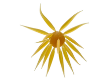 Load image into Gallery viewer, Hideup Coike Fish Elastomer Urchin
