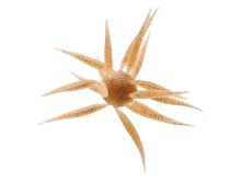 Load image into Gallery viewer, Hideup Coike Fish Elastomer Urchin
