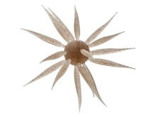 Load image into Gallery viewer, Hideup Coike Fish Elastomer Urchin
