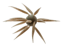 Load image into Gallery viewer, Hideup Coike Fish Elastomer Urchin
