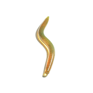 FreshBaitz 5" Worm (5 Pack) - Custom Tackle Supply 